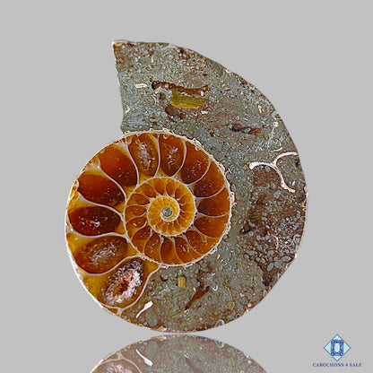 Ammonite