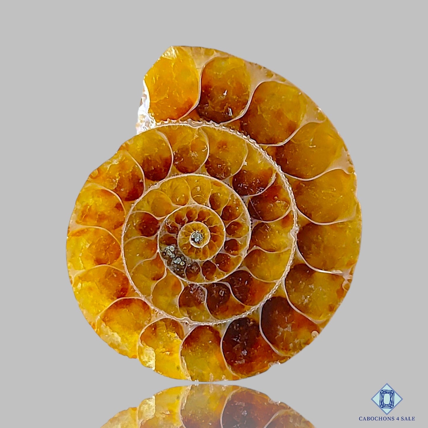 Ammonite