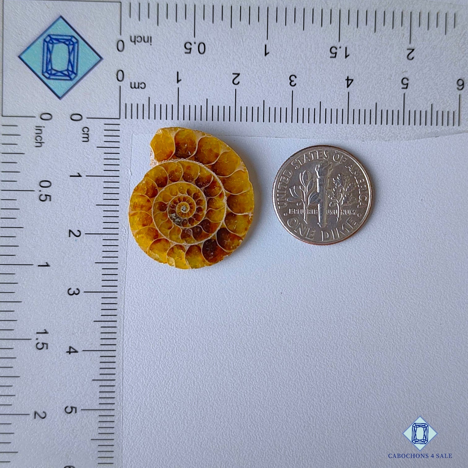 Ammonite