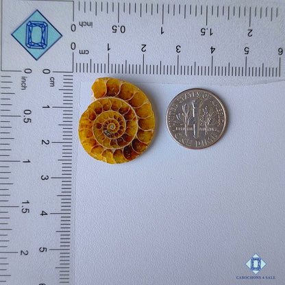 Ammonite