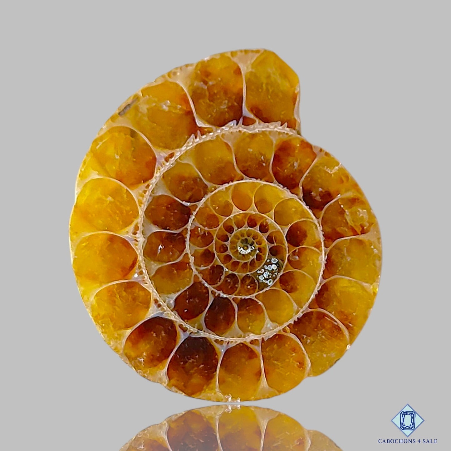Ammonite