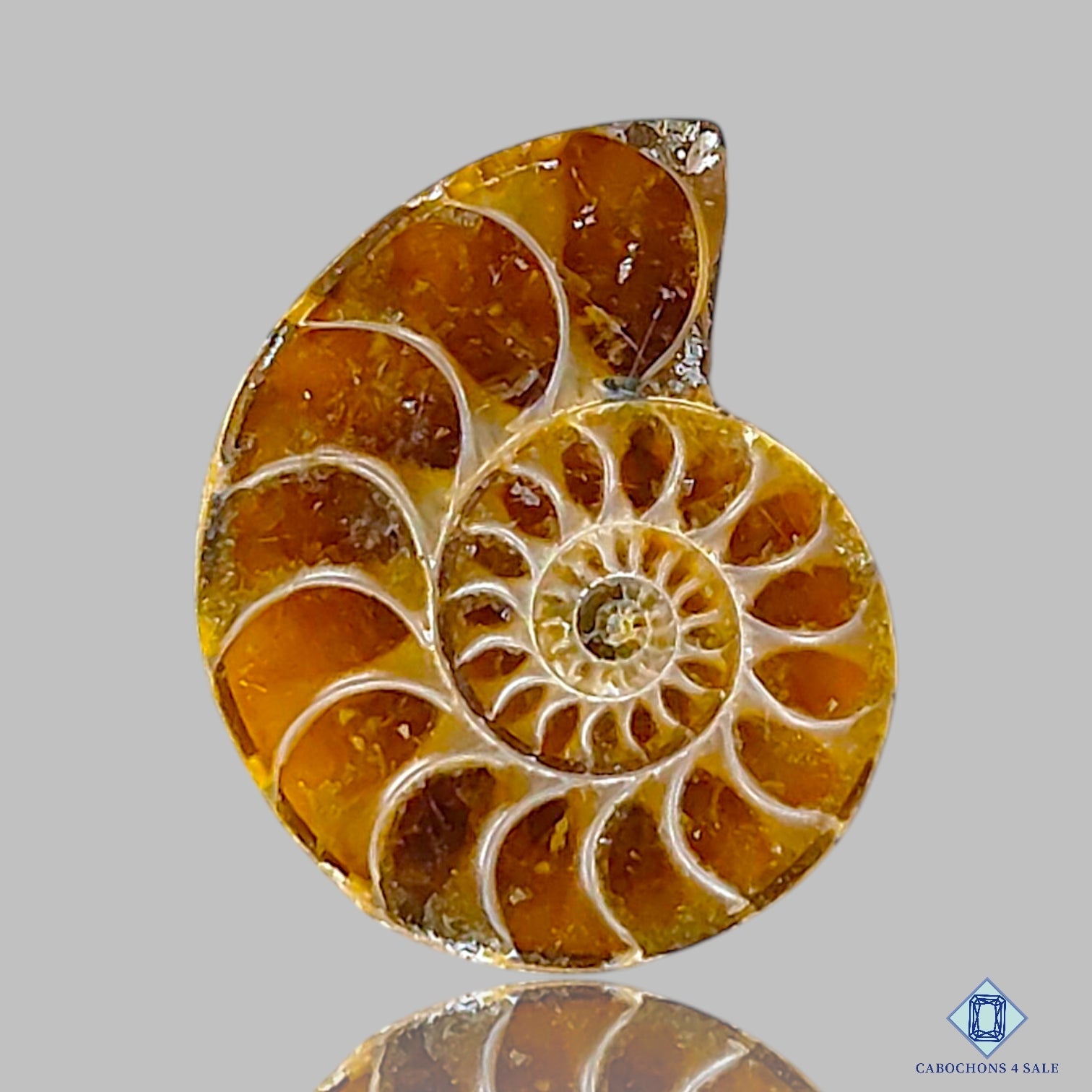 Ammonite