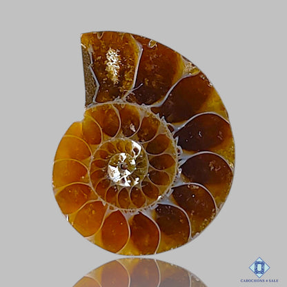 Ammonite