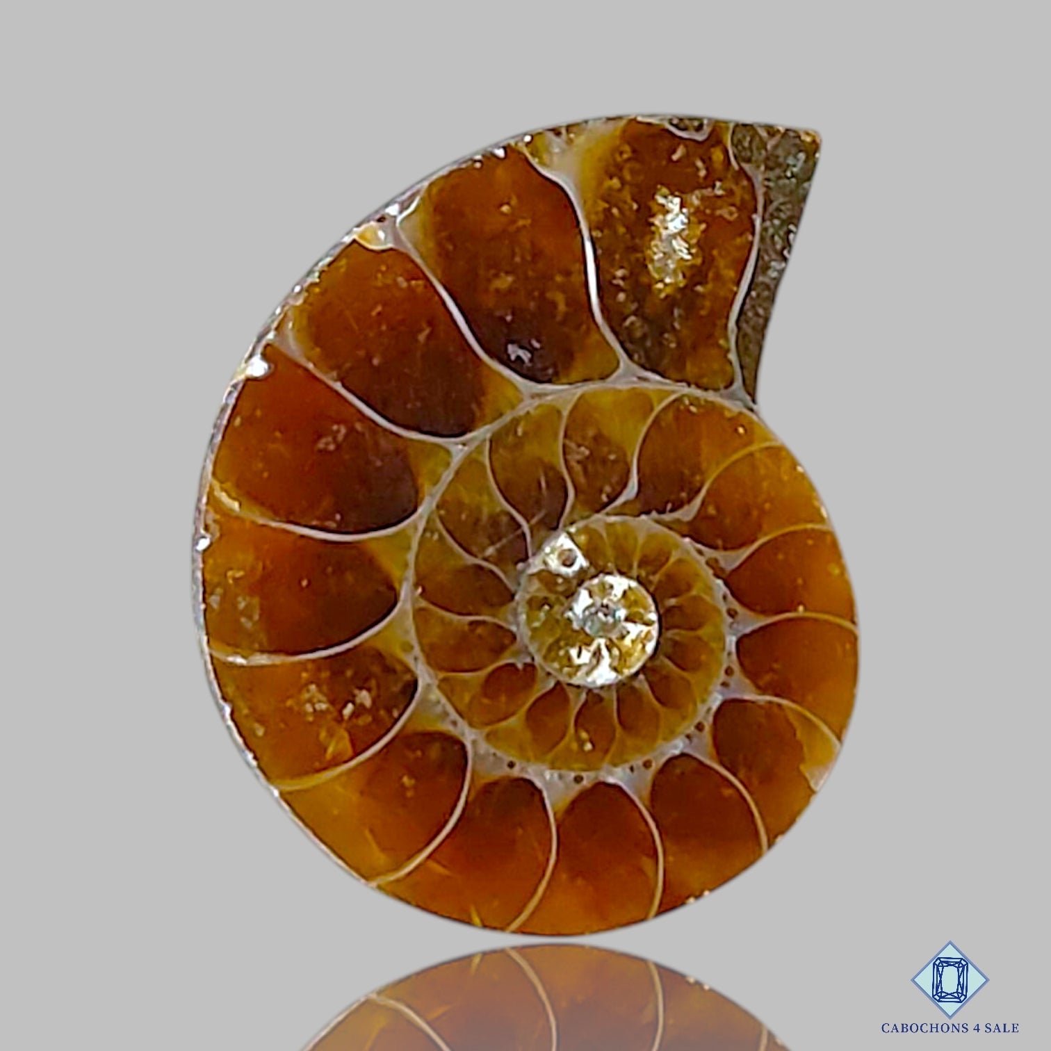 Ammonite