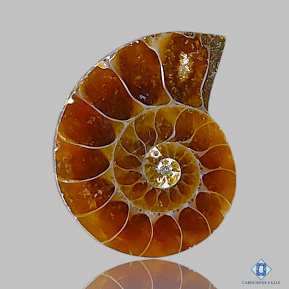 Ammonite
