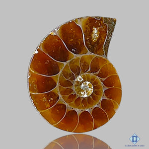 Ammonite Fancy Carvings 17*13*4mm