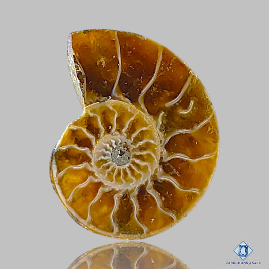 Ammonite