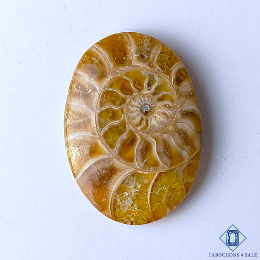 Ammonite