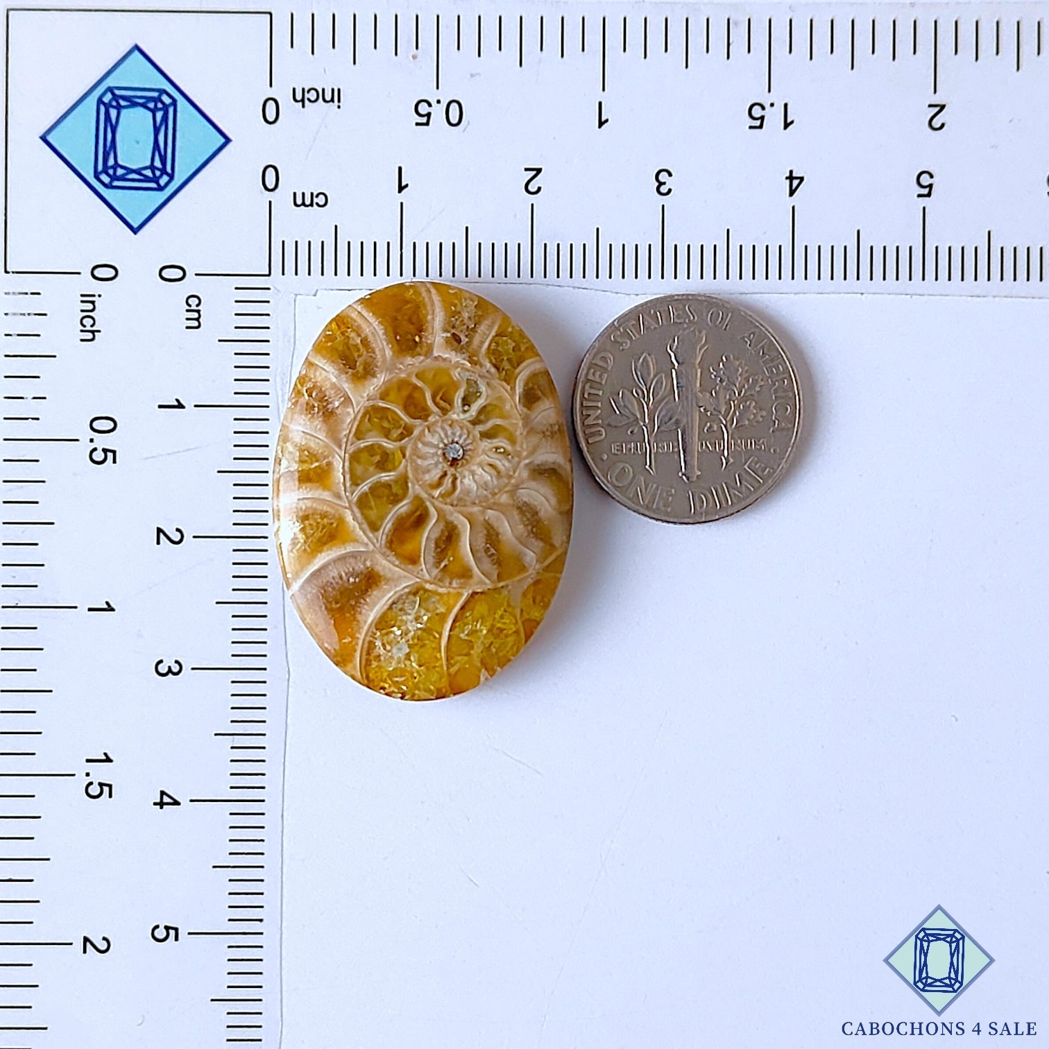 Ammonite