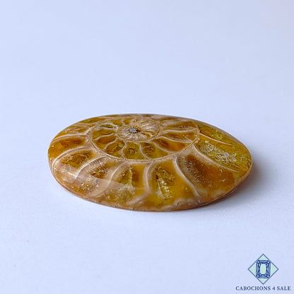 Ammonite