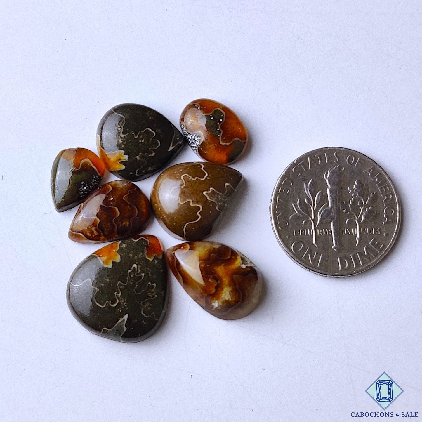 Ammonite