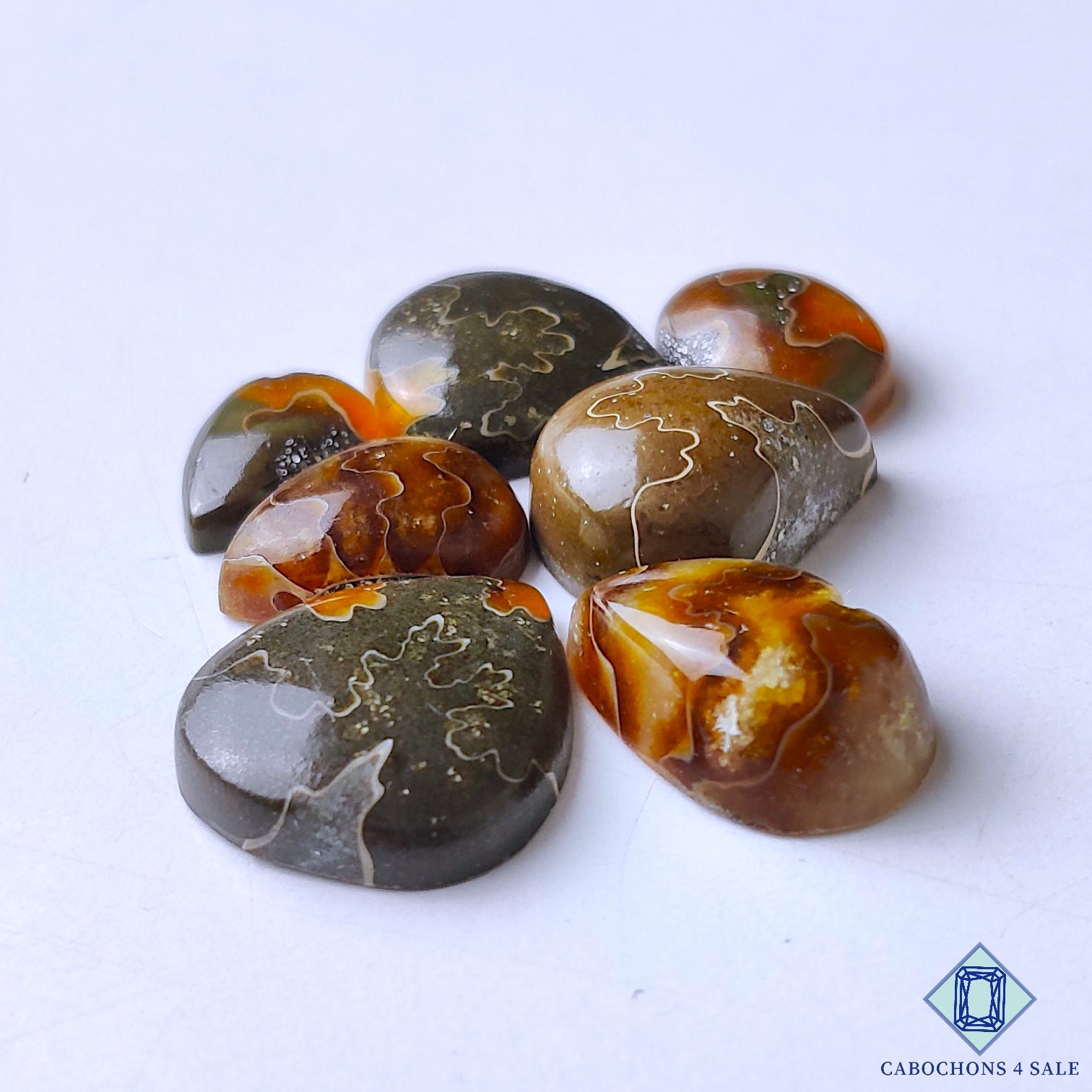 Ammonite