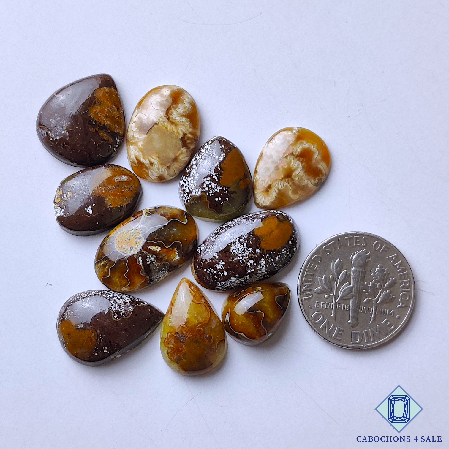 Ammonite