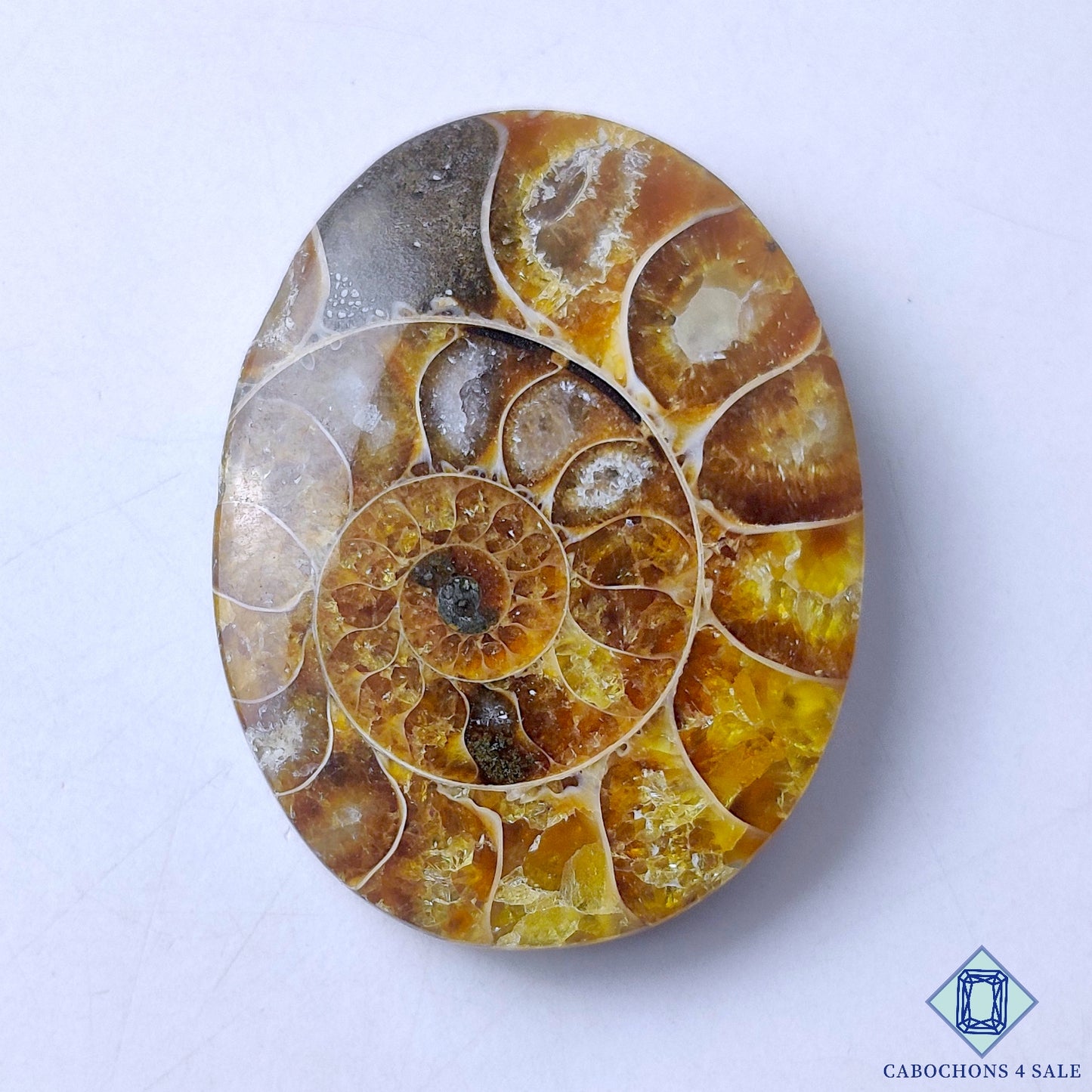 Ammonite