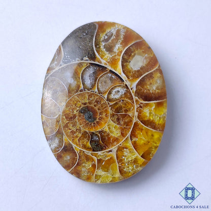 Ammonite
