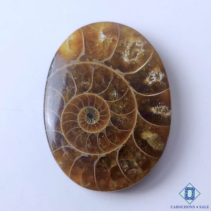 Ammonite