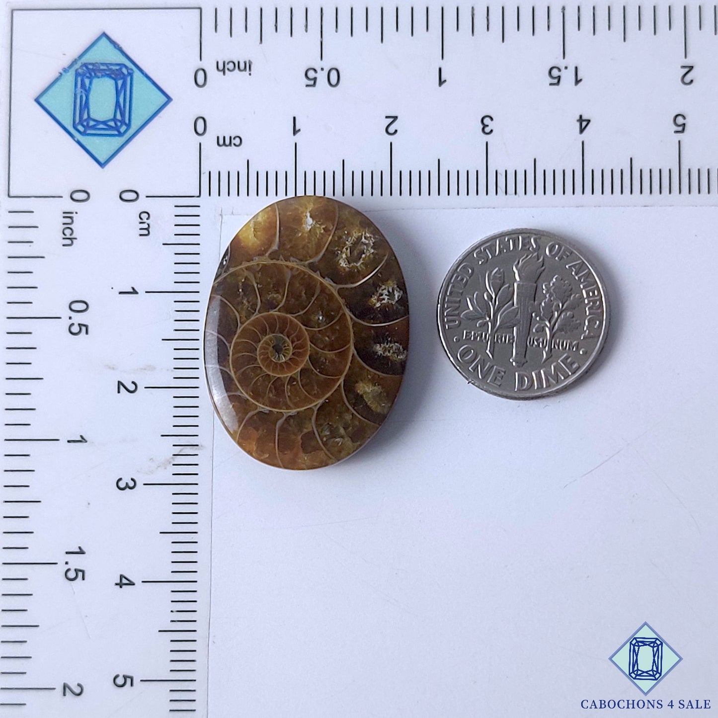 Ammonite