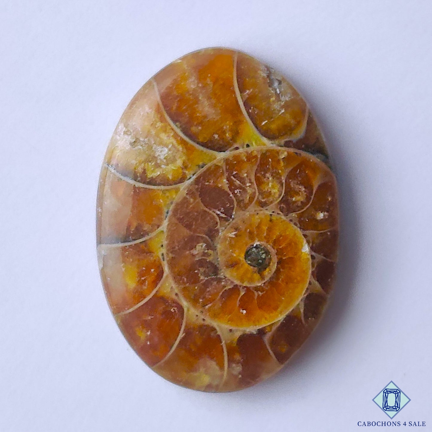 Ammonite