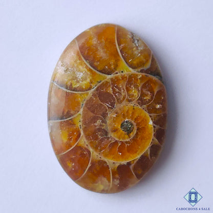 Ammonite
