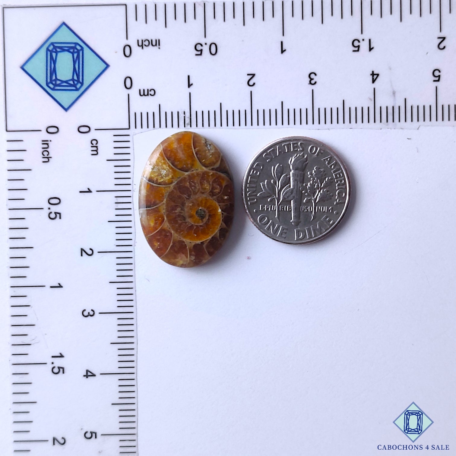 Ammonite