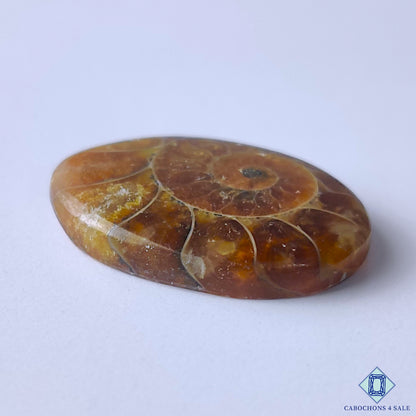 Ammonite