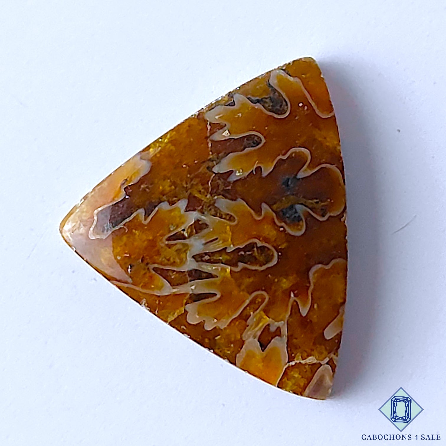 Ammonite