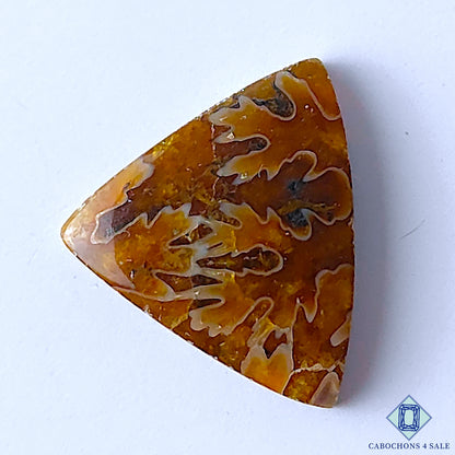 Ammonite