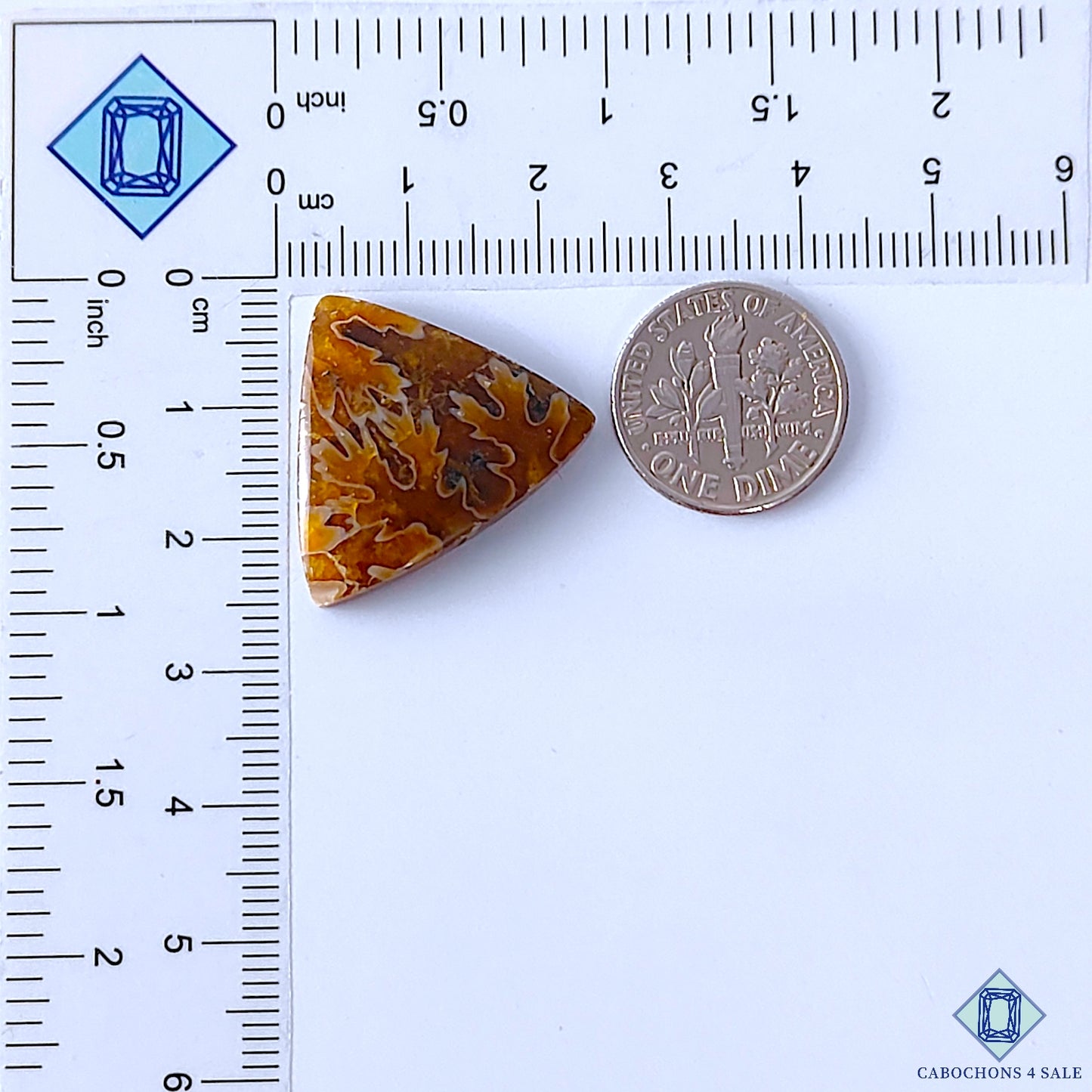 Ammonite