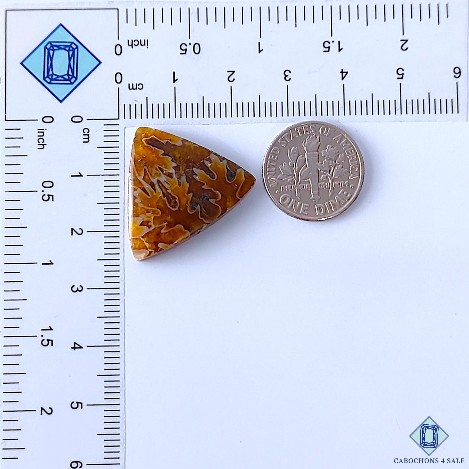Ammonite