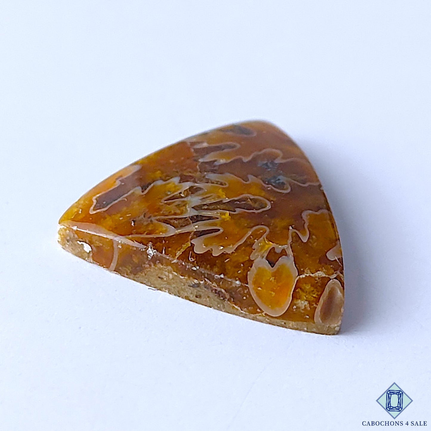 Ammonite