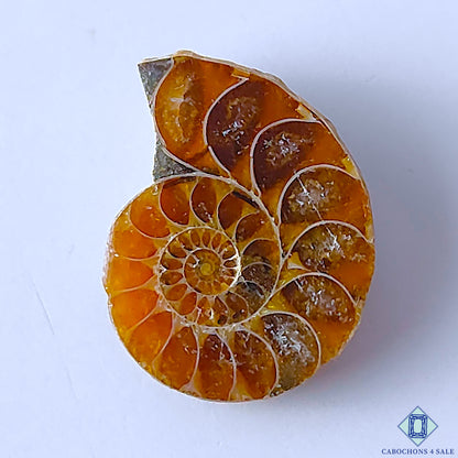 Ammonite