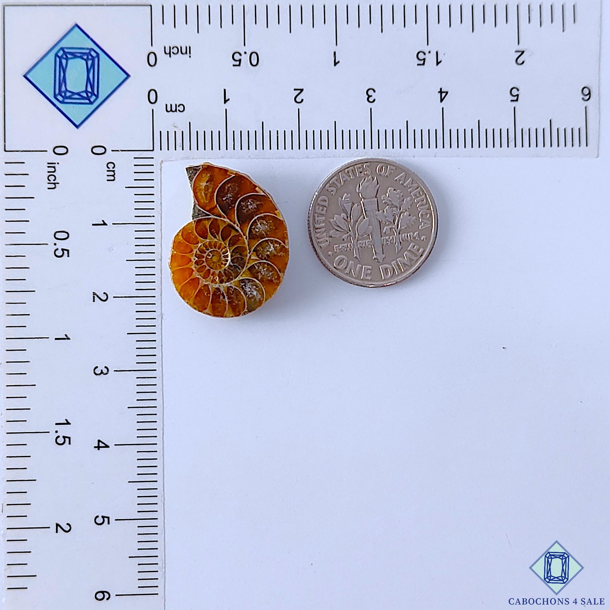 Ammonite