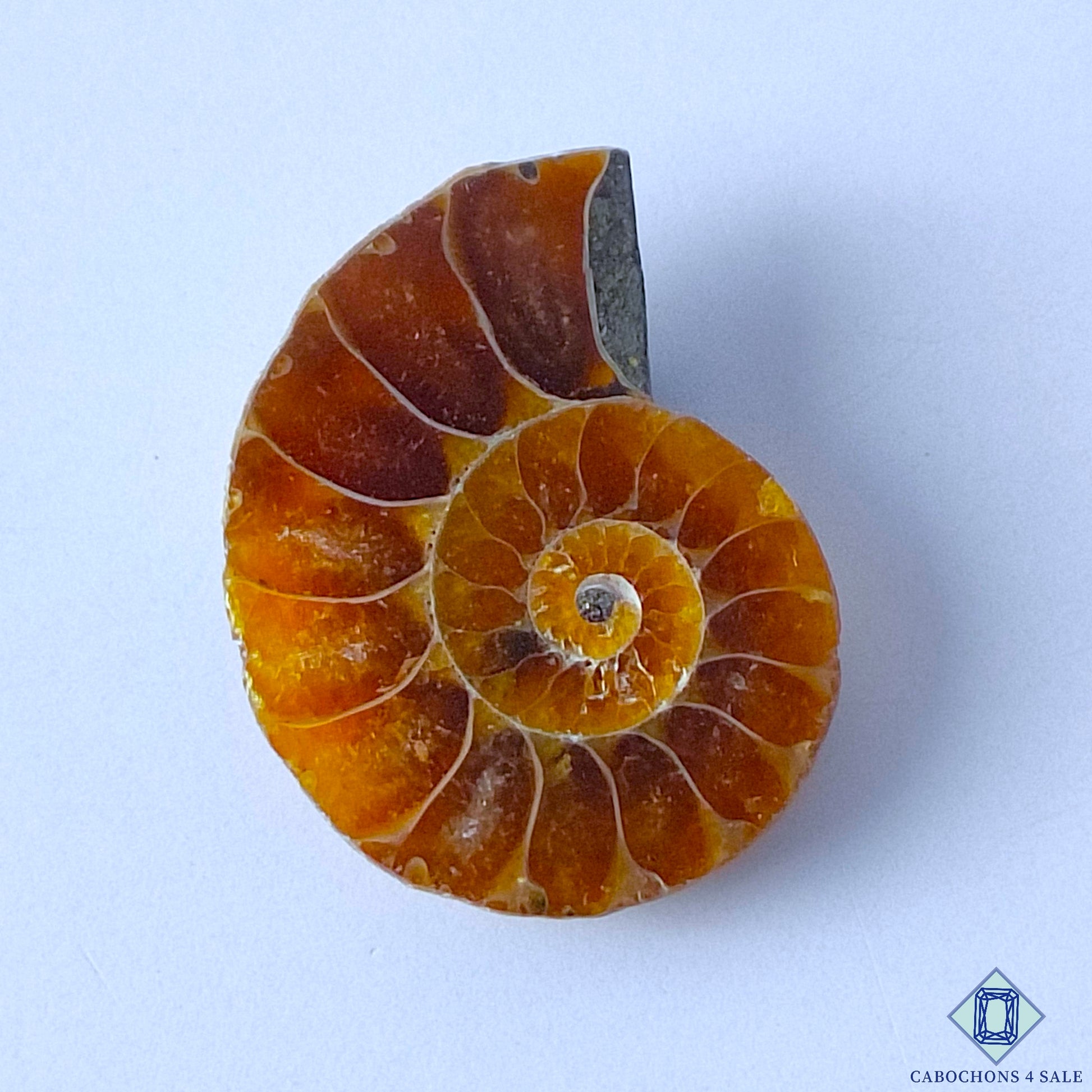 Ammonite