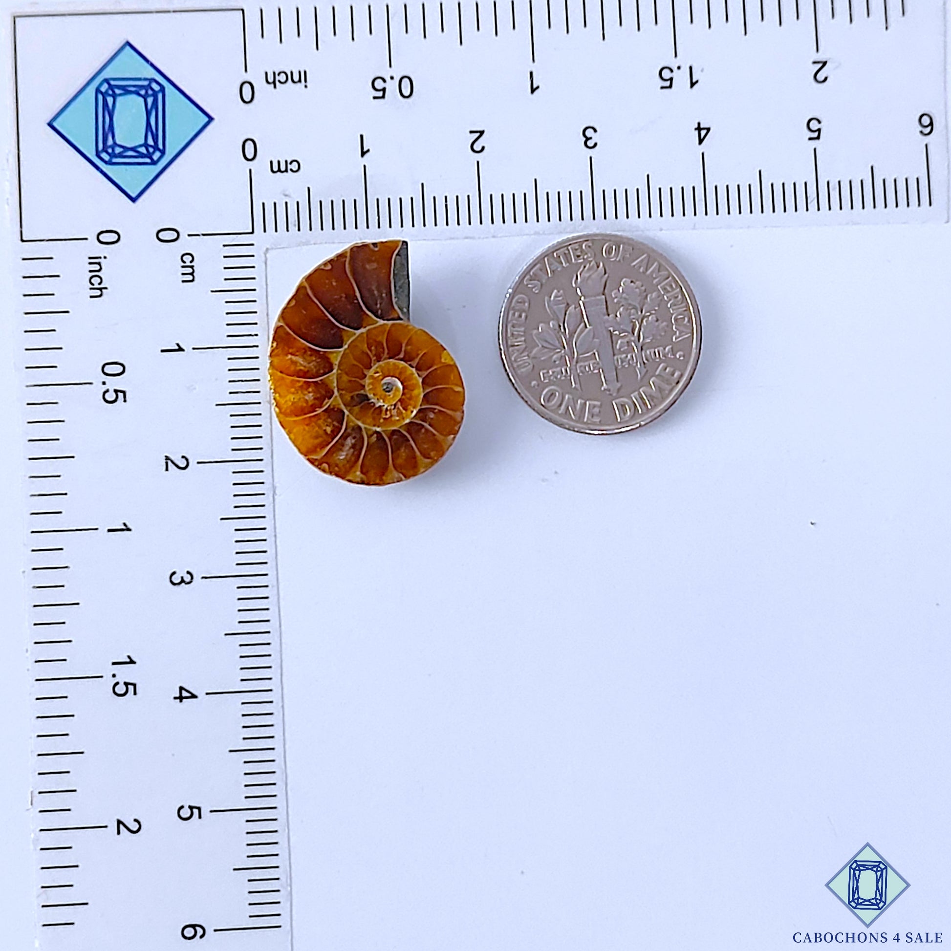 Ammonite