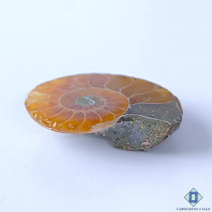 Ammonite