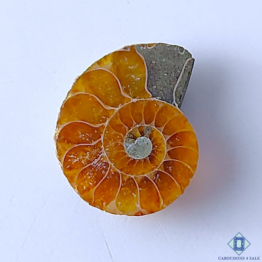 Ammonite