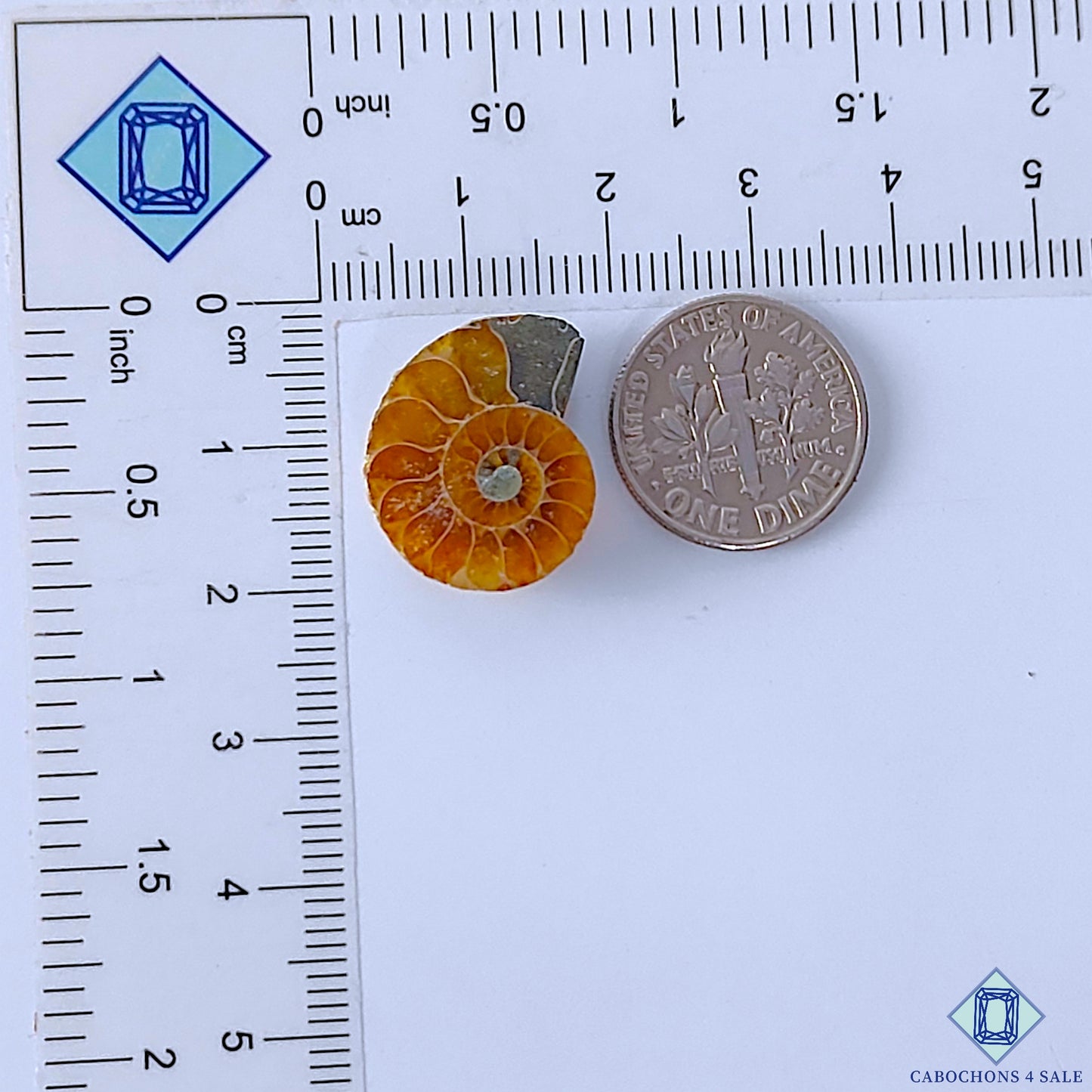 Ammonite