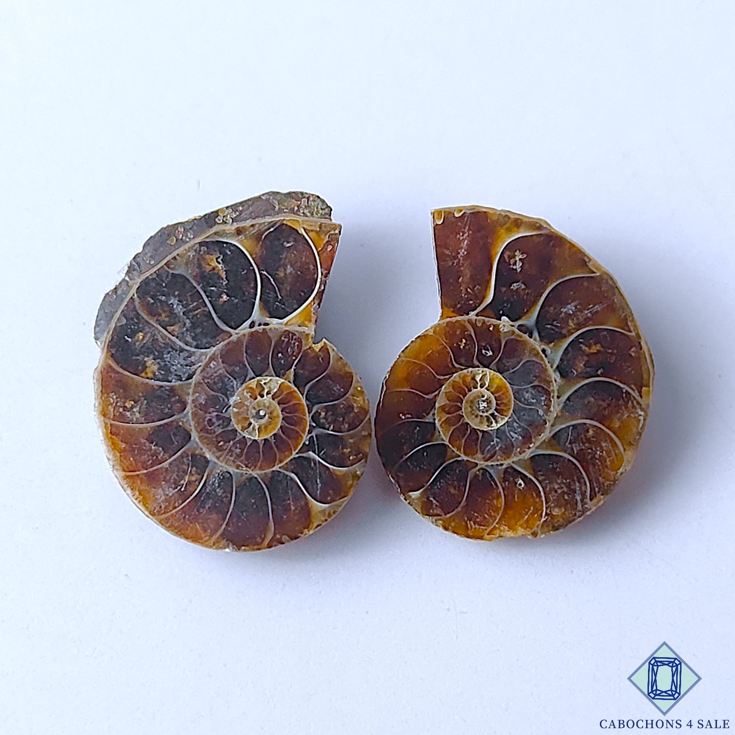 Ammonite