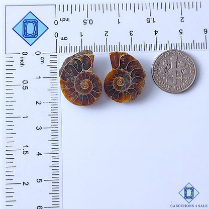 Ammonite