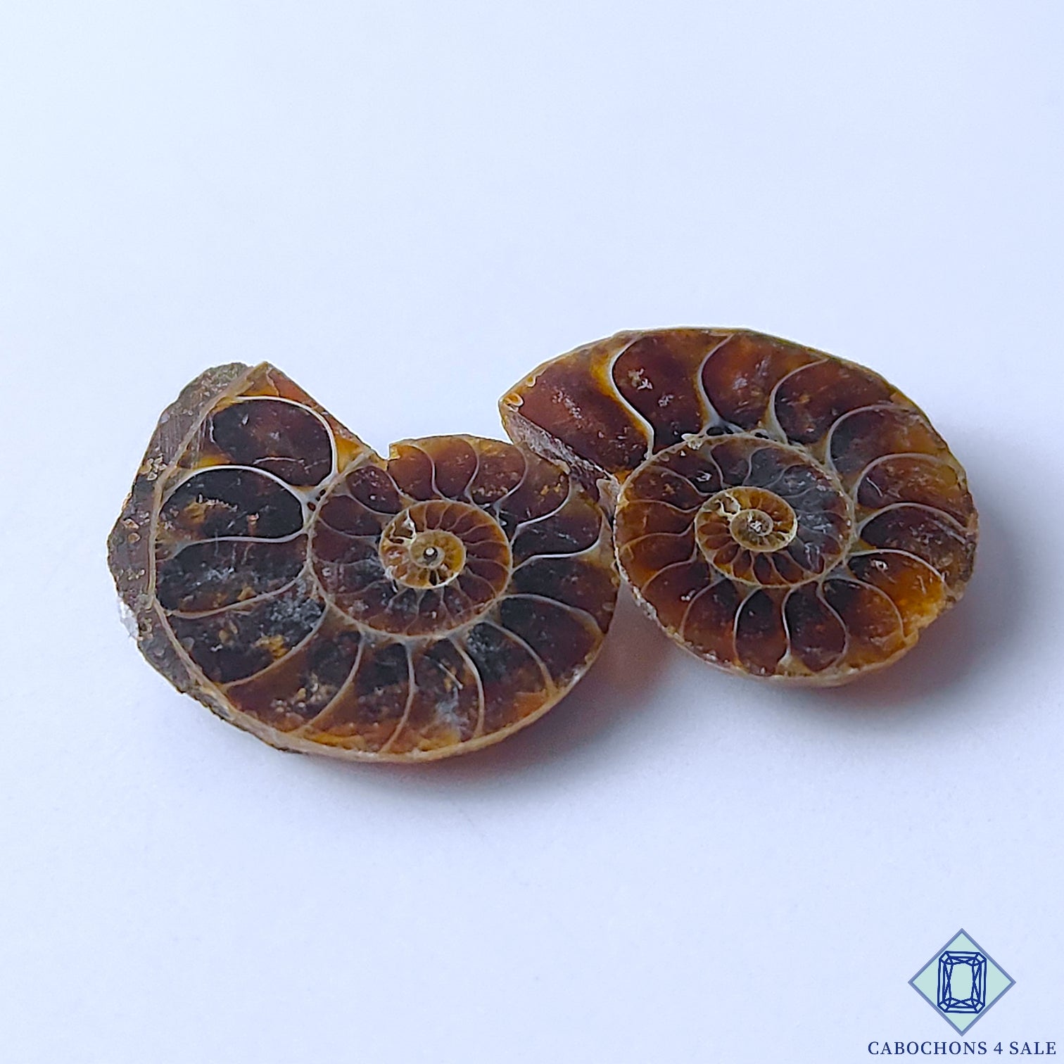 Ammonite