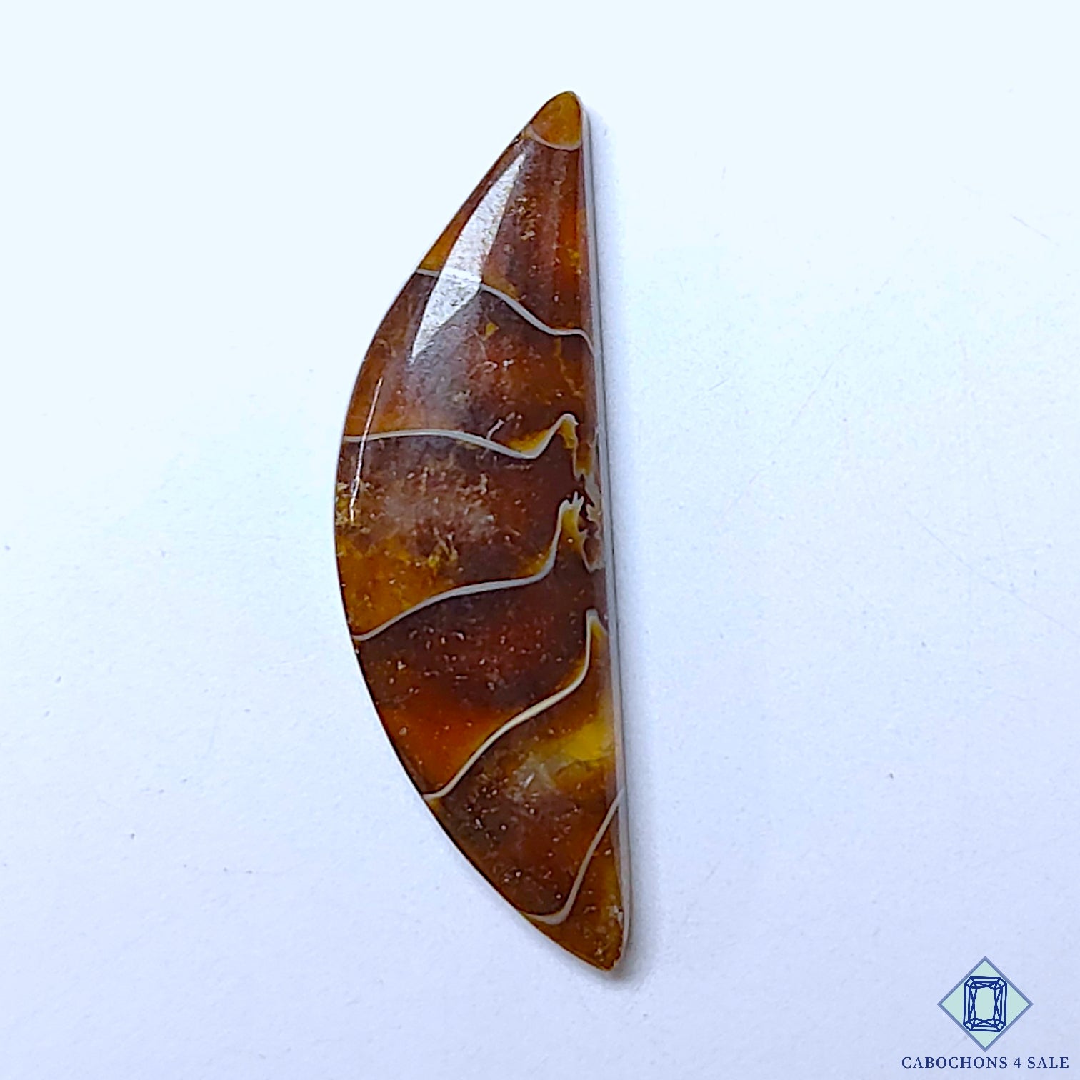 Ammonite