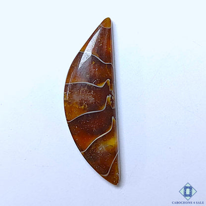 Ammonite