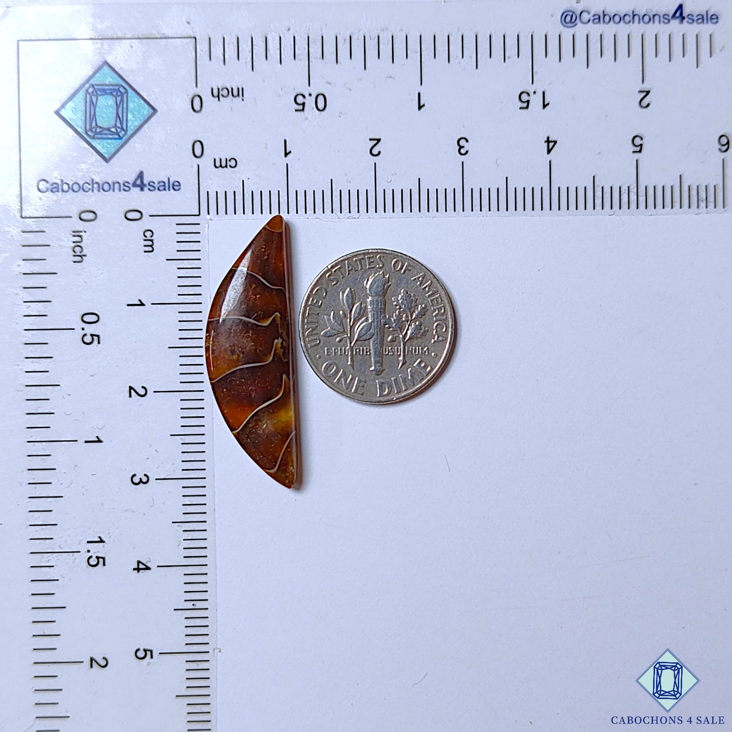 Ammonite