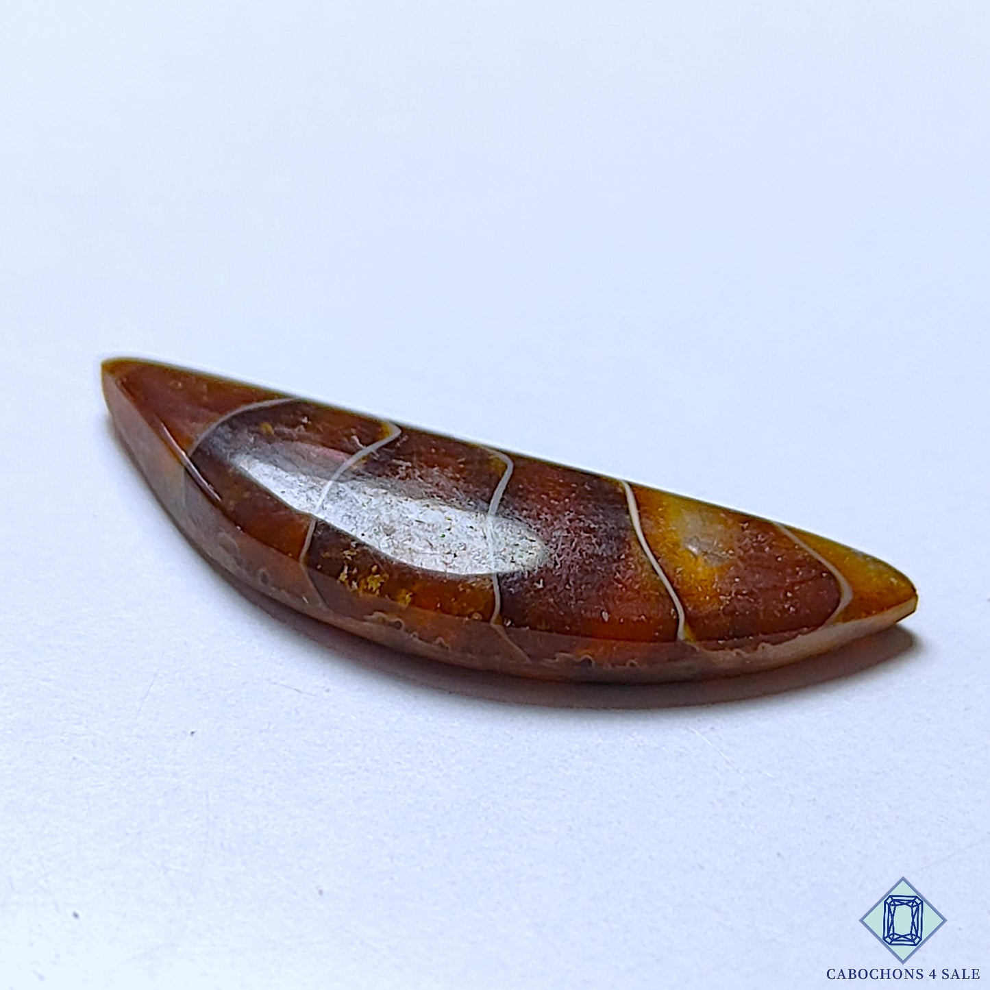 Ammonite