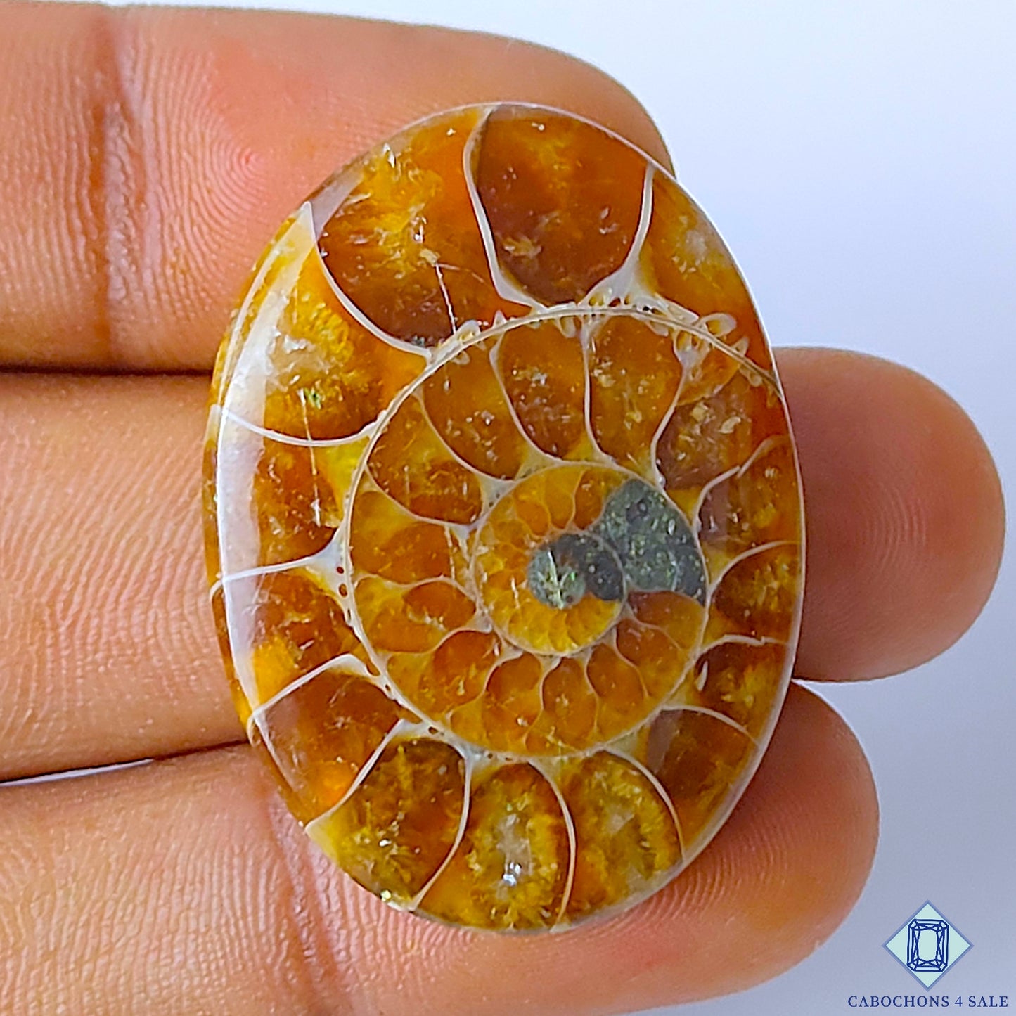 Ammonite
