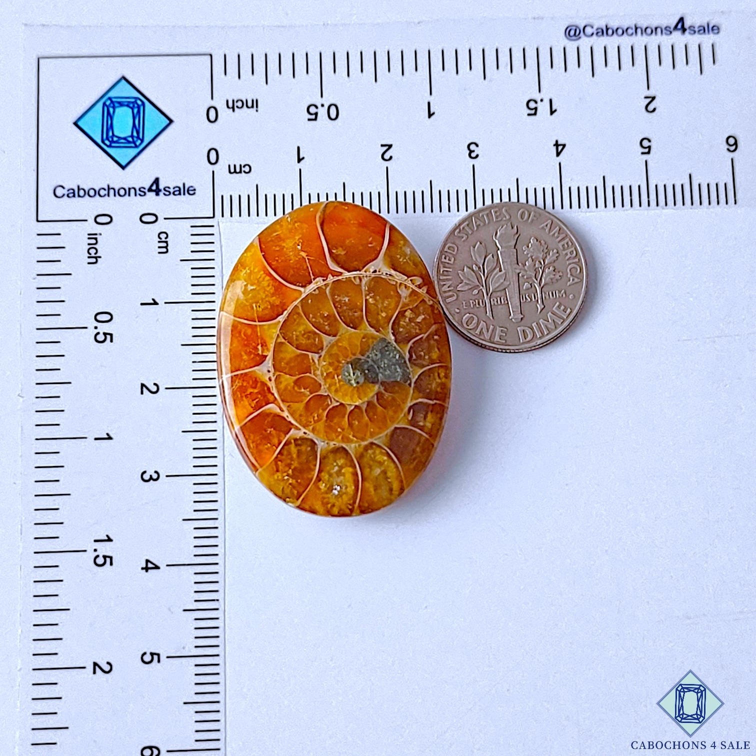 Ammonite