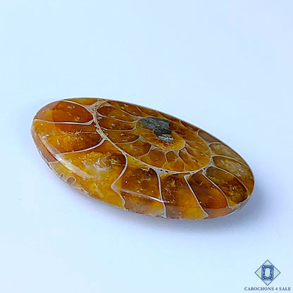 Ammonite