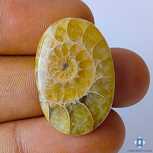 Ammonite