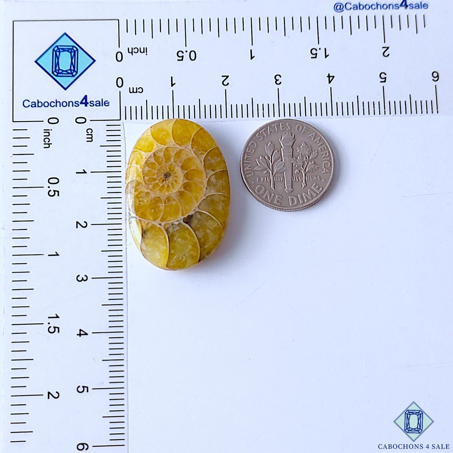 Ammonite