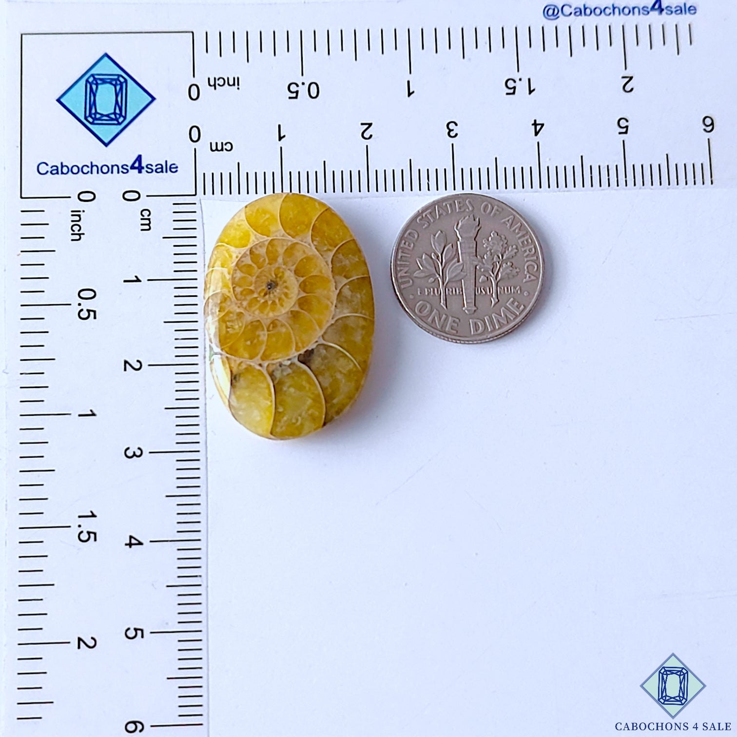 Ammonite
